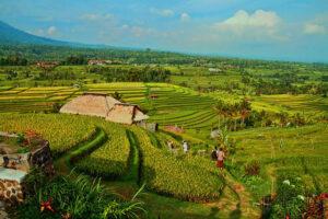 Bali UNESCO Rice Terraces