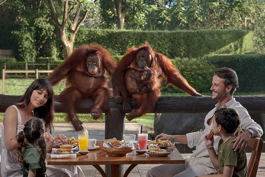 Breakfast With Orangutan & Brunch With Capybara