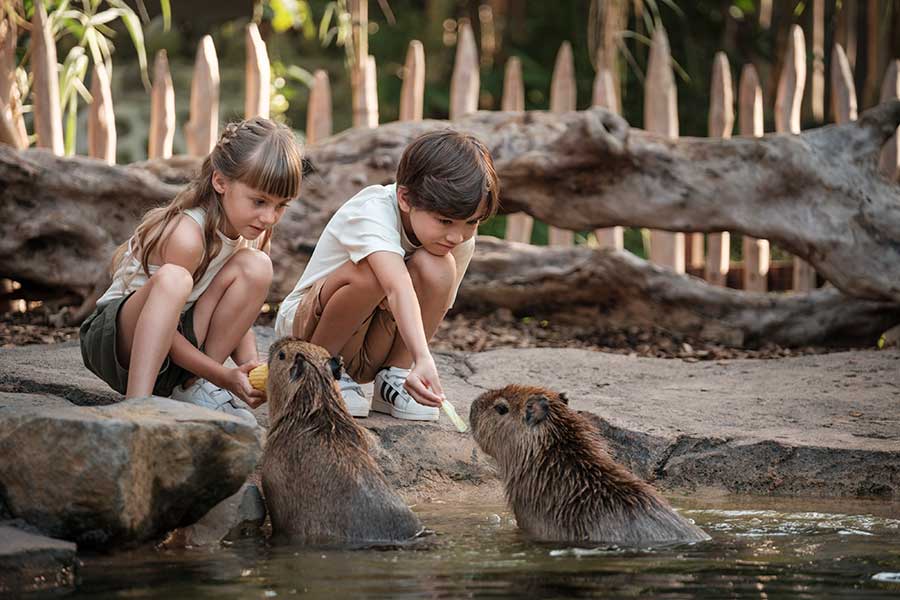 Brunch With Capybara & Elephant Mud Fun