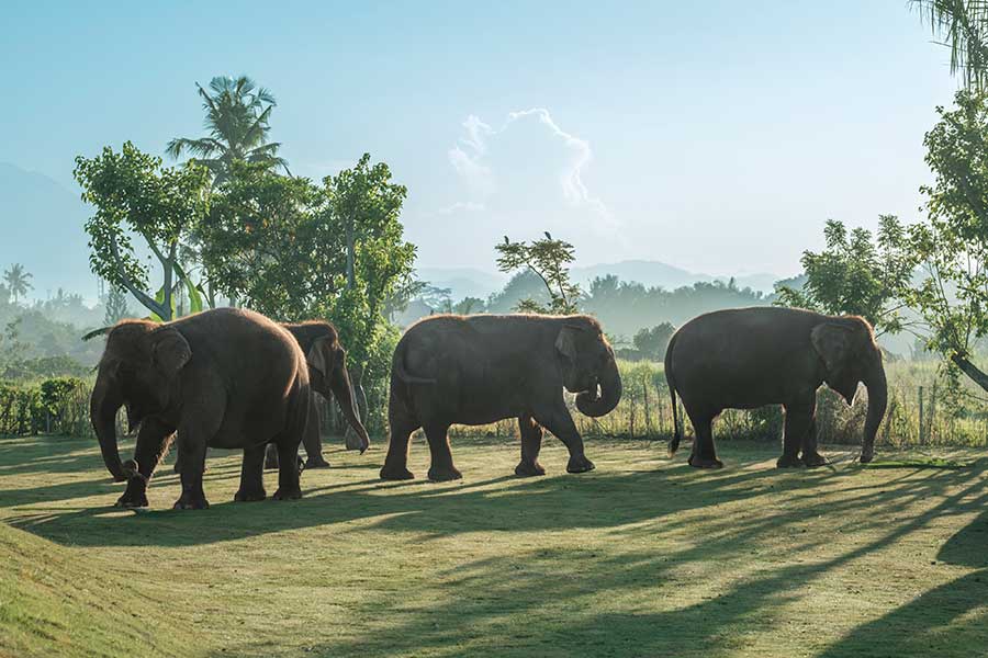Elephant Explorer