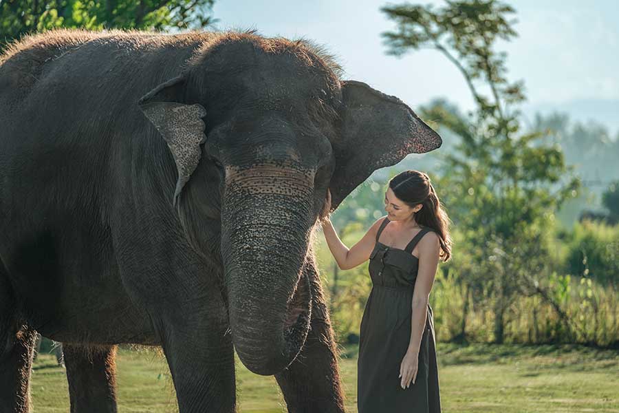 Elephant Explorer - Image 4