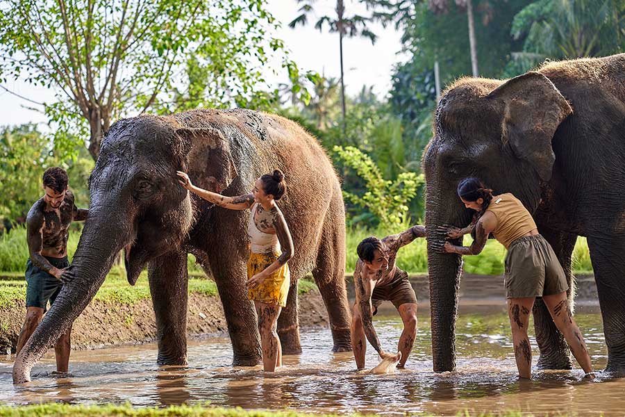 Elephant Mud Fun Bali with Hotel Transfer