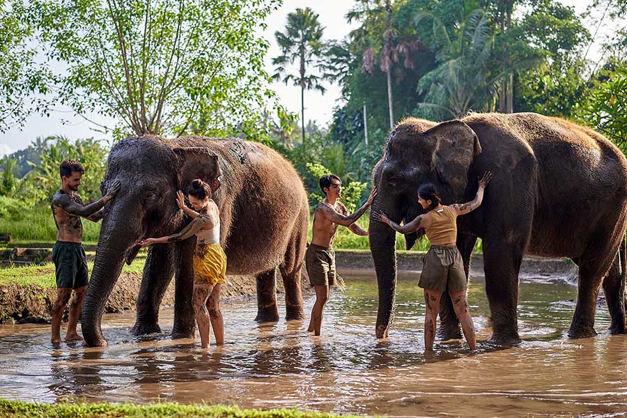 Elephant Mud Fun Bali with Hotel Transfer - Image 2