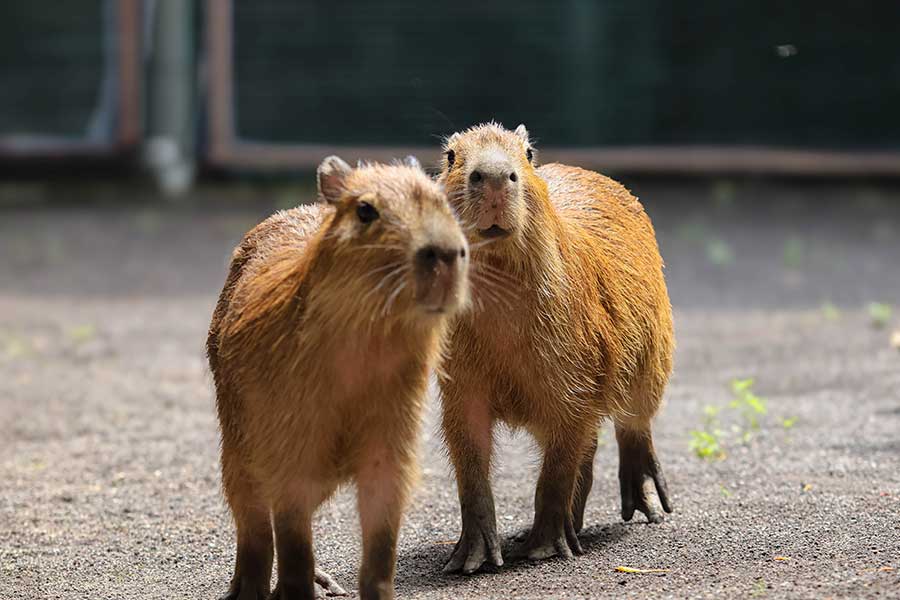 Capybara Connection & Behind Closed Doors
