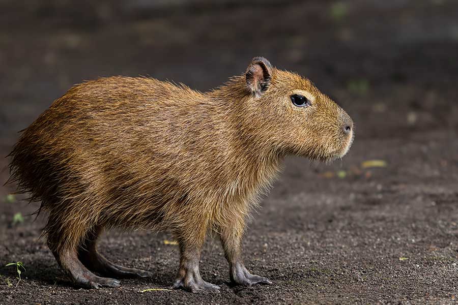 Capybara Connection