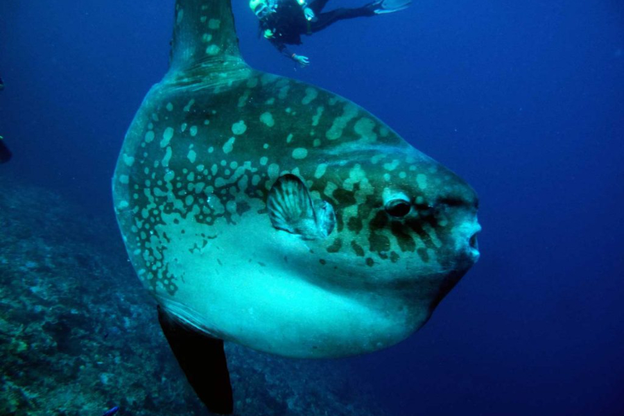 Bali Diving Tour